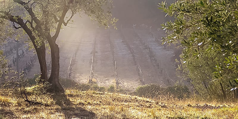 olive grove in Callas December 2017
