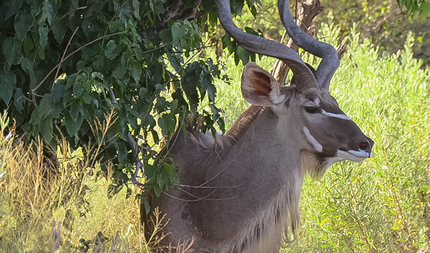 Kudu on Rra Dinare Safari