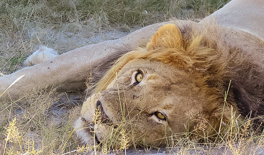 Lion looking at the camera at Rra Dinare safari