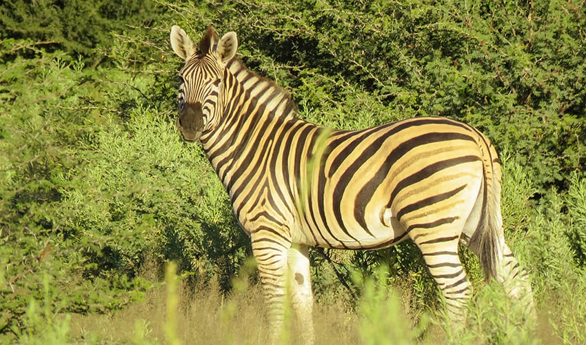 Zebra on Rra Dinare Safari