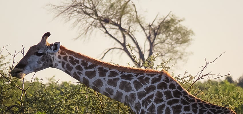 Giraffe eating with its long neck stretched out and trees in the background
