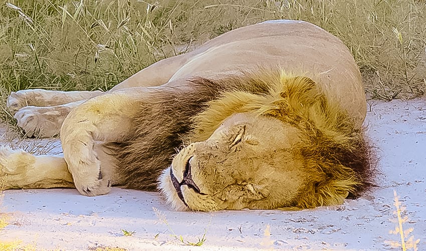 lion sleeping on rra dinare safari