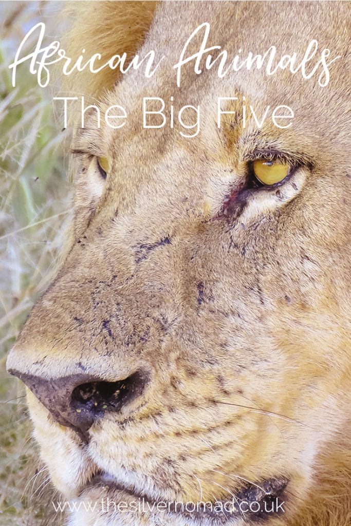All the Fives - Africa's Big, Ugly, Little, Shy and downright Impossible Animals