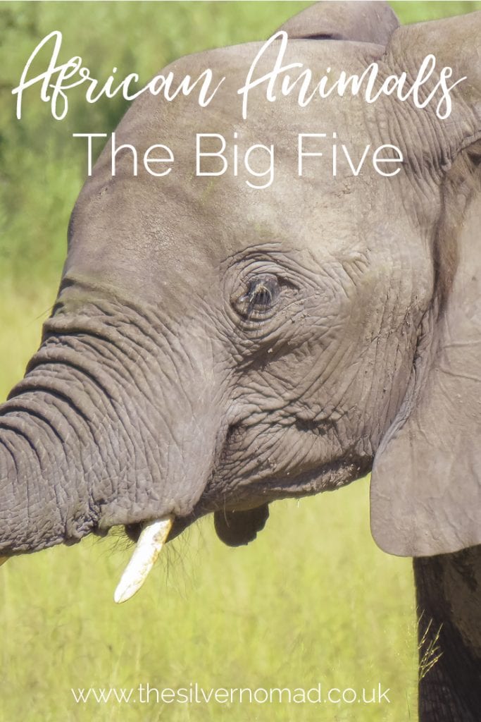 African Animals the big five