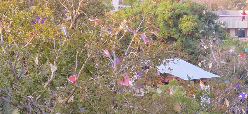 kites stuck in the trees during the kite festival jaipur