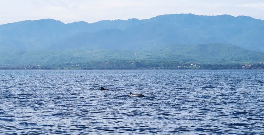 see the Dolphins in North Bali