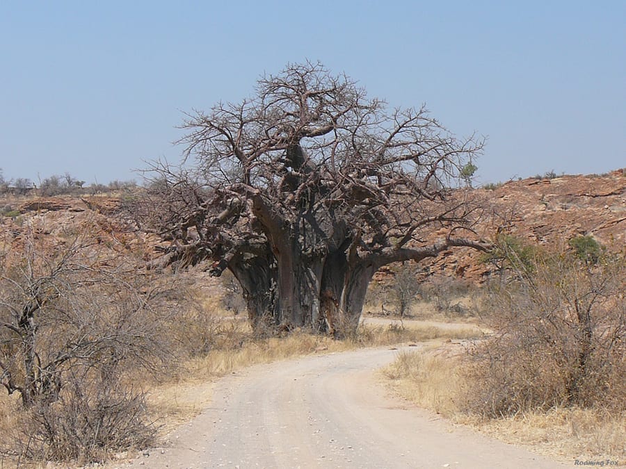 a baobab tree with many trunks and branches in the sandy landscape in Mapungubwe Park
