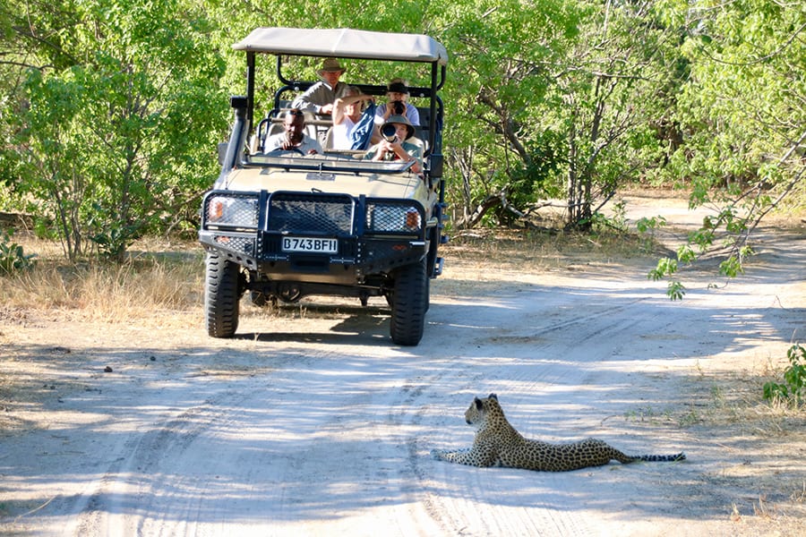 Safari jeep with five people in it on a sandy path surrounded by green bushes. A leopard is lying in the road