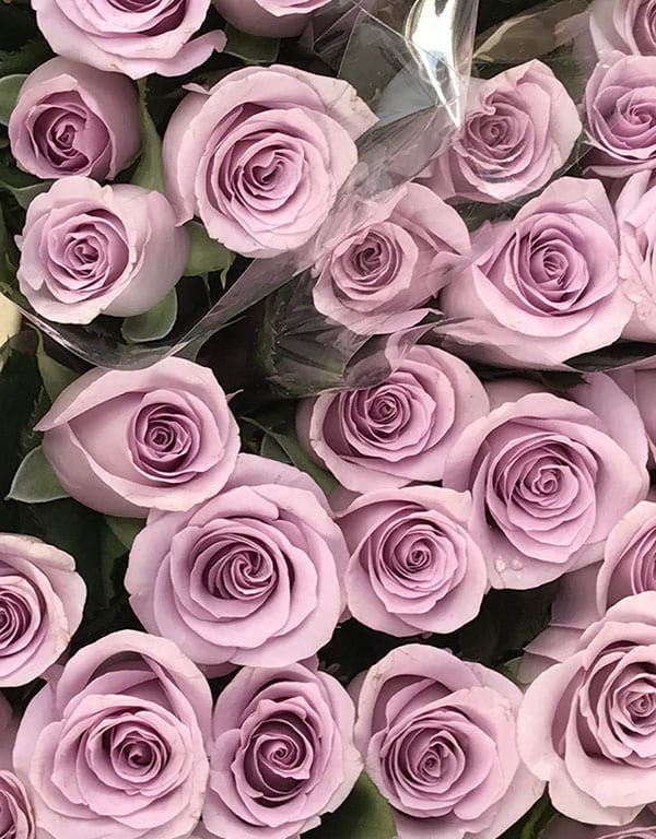 Lilac Roses in the market in Haarlem