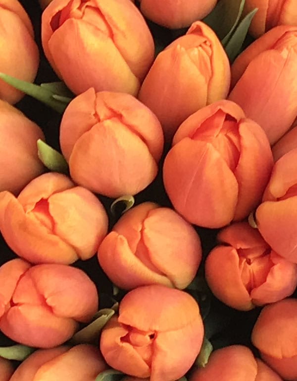 Orange Tulips in the market in Haarlem