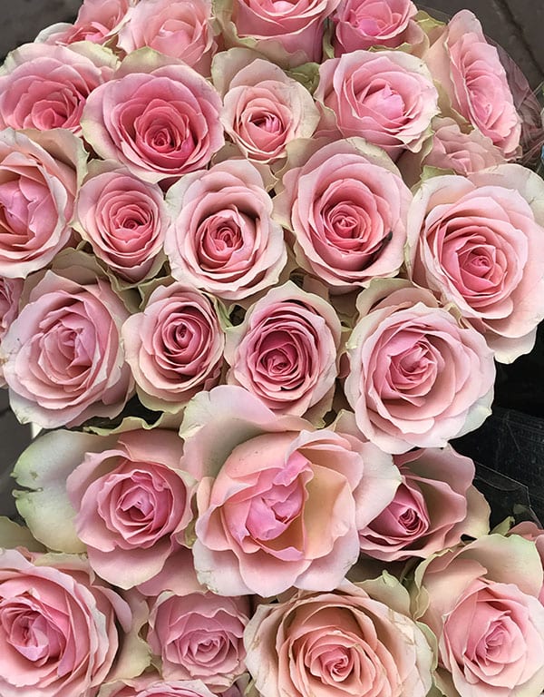 Pink Roses in the market in Haarlem
