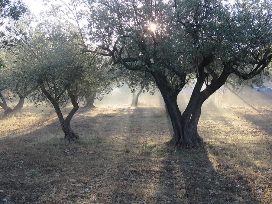and olive grove with sun streaming through the trees 