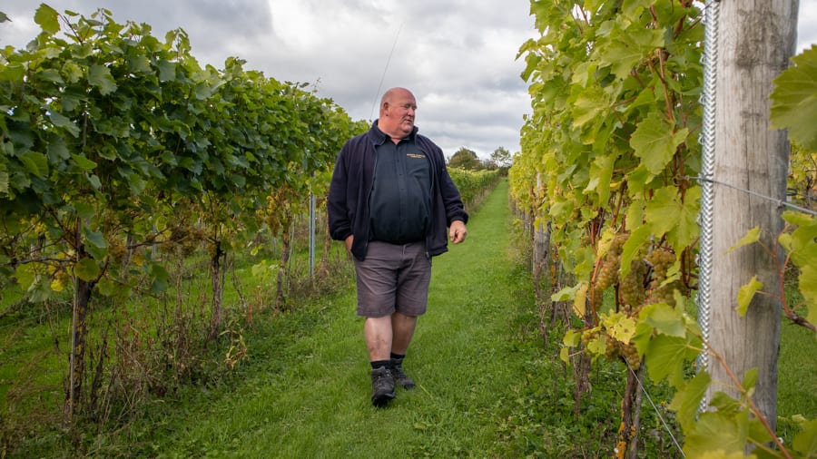 Man in blue top and short standing between rows of vines in White Castle Vineyard, Monmouthshire, Wales