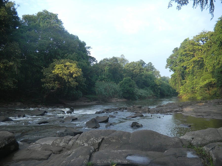 broad river with large stones and trees leaning over it