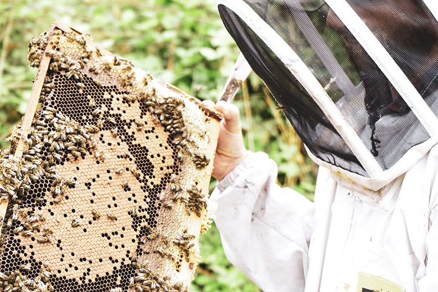 Man with full bee keeping protection outfit on holding a comb of honey with bees on it