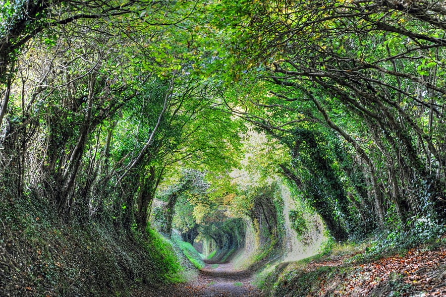 Halnaker Tree Tunnel with trees reaching over from both sides