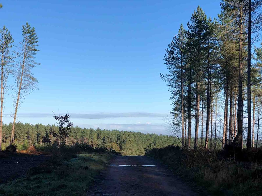 Forest of Scots pine trees and blue sky