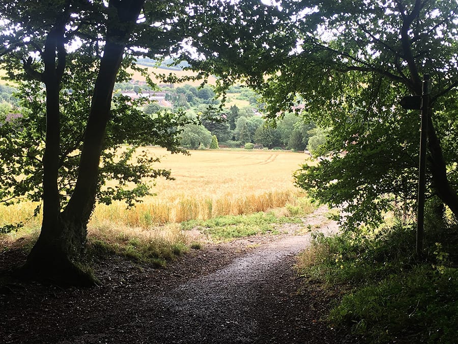 Scenic view of corn fields framed by trees, the walk from the station to Old Amersham