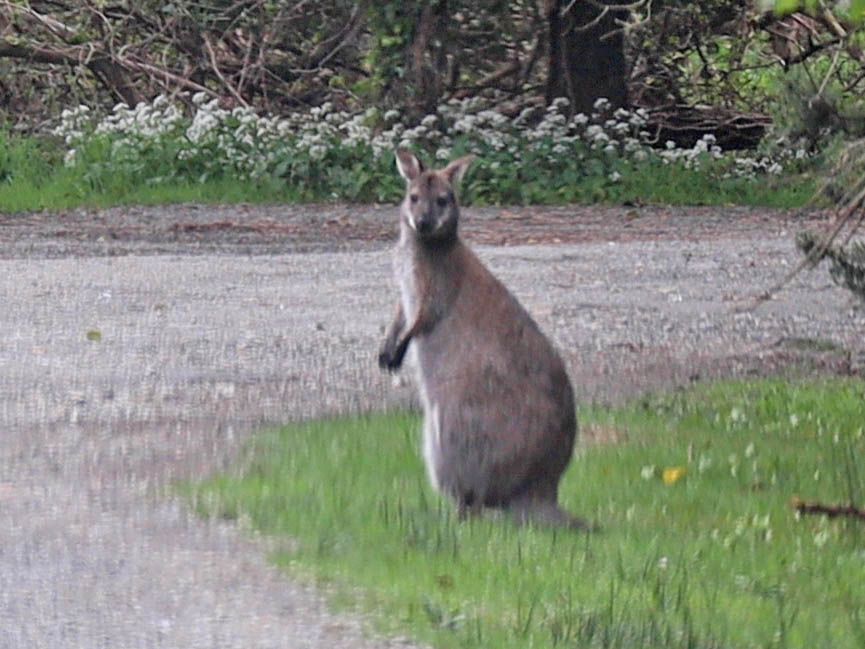 One of the best things to do on the Isle of Man, looking for wallabies. Wallaby sitting looking at the camera