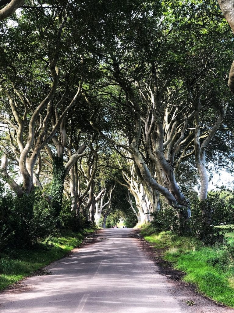 Dark hedges in Northern Ireland road with a tight tree canopy giving the effect of a tunnel through the trees on the hidden gems in Ireland