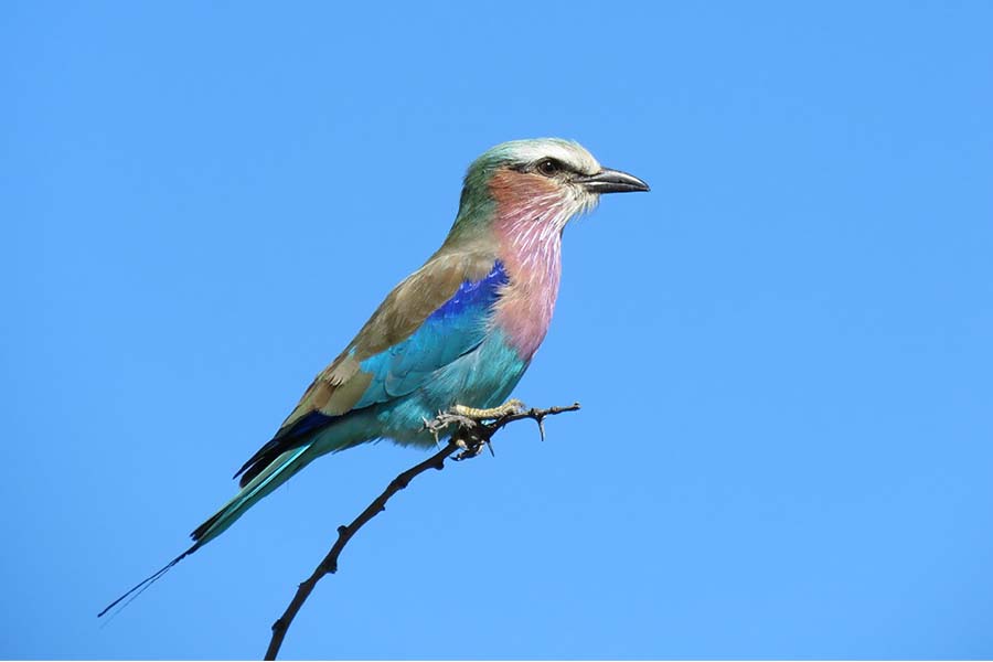 The stunning colourful lilac breasted roller with turquoise, blue, pink, cream feathers