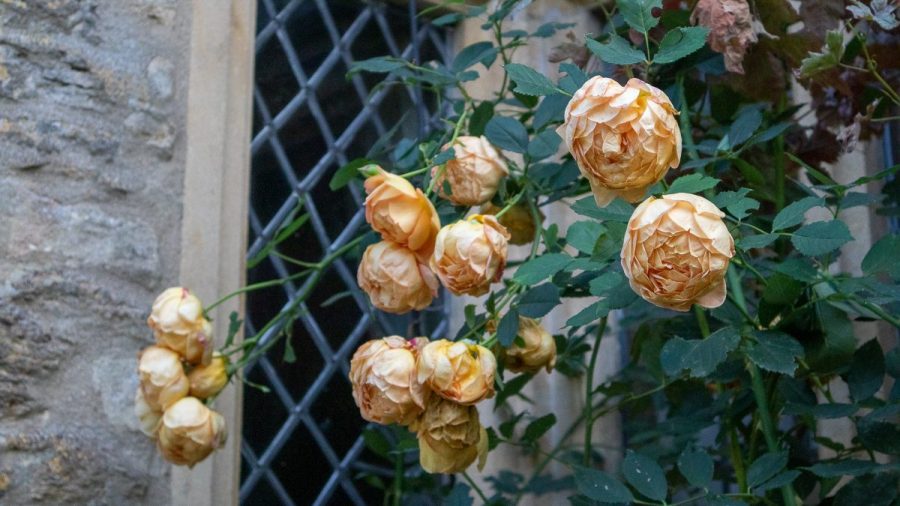 Beautiful old roses outside the Sign of an Angel in Lacock
