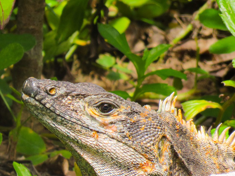 lizard basking in the sun in Guanaja