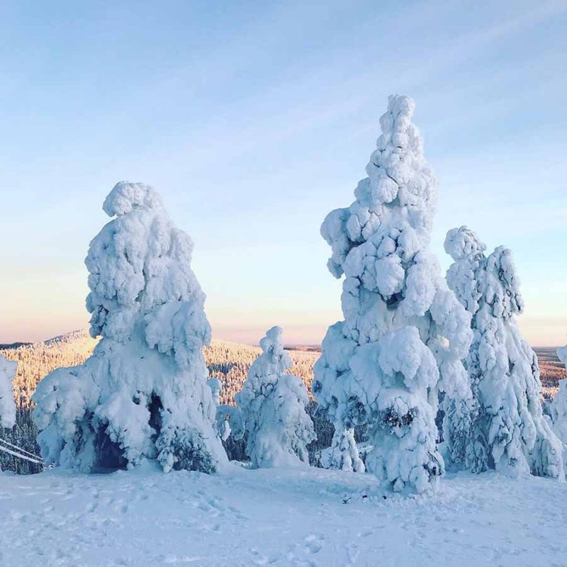 Snow covered trees in Lapland