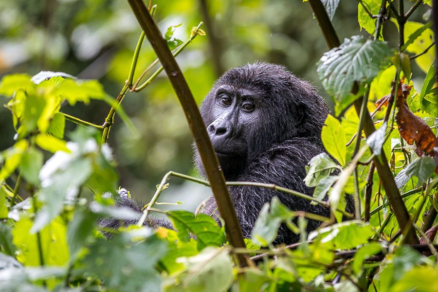 Gorilla surrounded by leaves in its natural surroundings