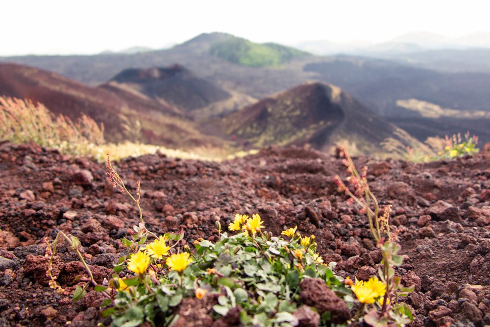 the rest earth of Mount Etna with yellow flowers in the foreground and the hills receding in the background