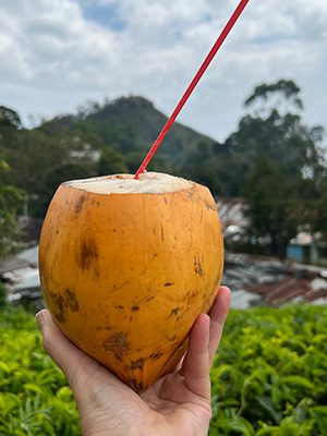 a big yellow king coconut with a red straw poking out the top