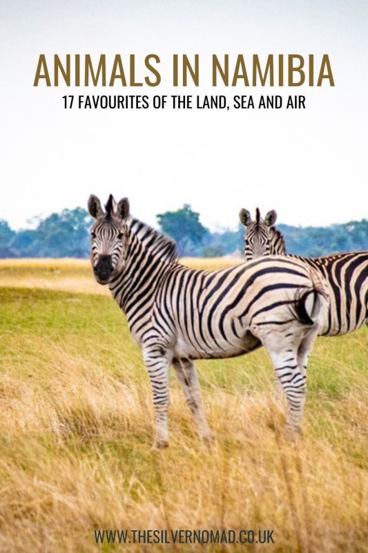Picture of 2 zebra with text saying Animals in Namibia - 17 Favourites of the Land, Sea and Air