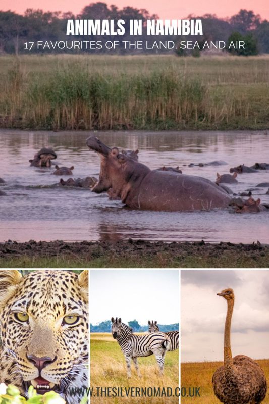 Picture of a hippo, Leopard, zebra and ostrich with text saying Animals in Namibia - 17 Favourites of the Land, Sea and Air