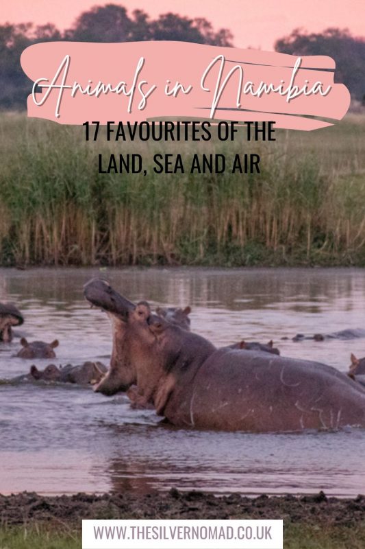 Picture of a hippo with open mouth with text saying Animals in Namibia - 17 Favourites of the Land, Sea and Air