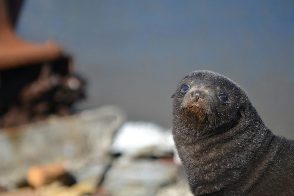 Cape Fur Seal one of the Animals in Namibia