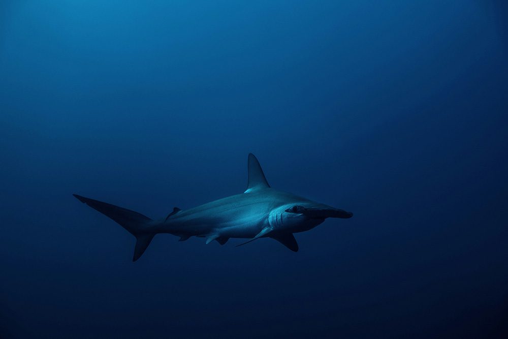 Great Hammerhead Shark in dark blue sea