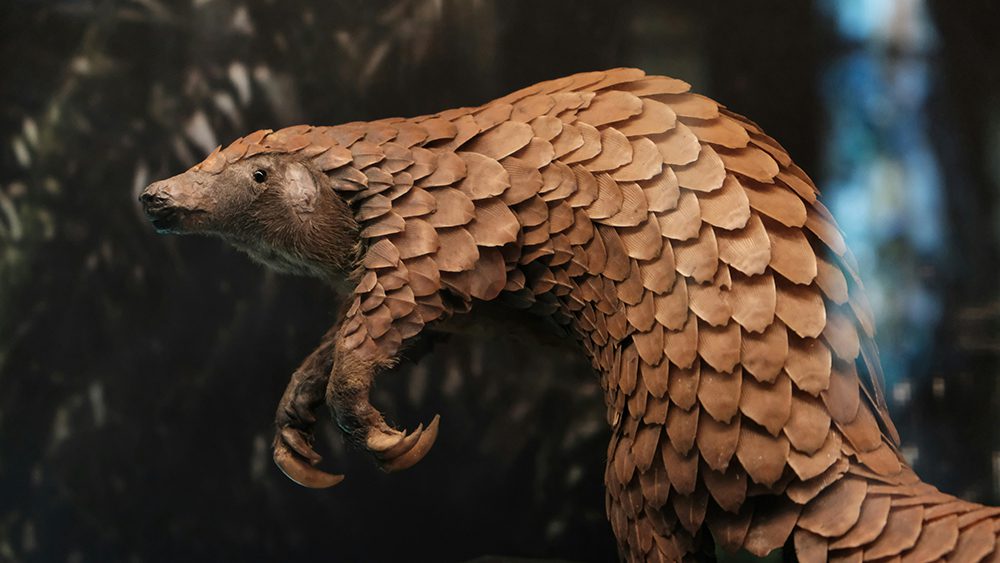 ground pangolin with brown scaled body