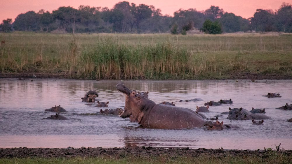 hippo with open mouth at dusk in pool with many other hippos whose heads are just out of the water