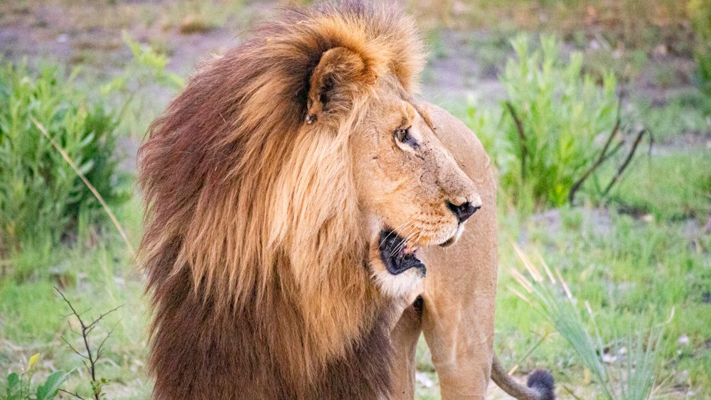 Male lion with yellow and brown mane with head turned to the right side and his mouth open
