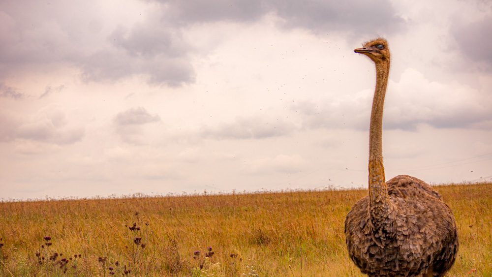 Ostrich in open plain with its head turned to the left