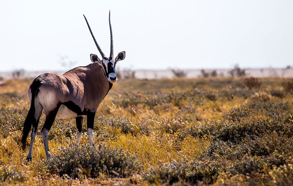 South African Oryx standing to the left of the picture looking back over its shoulder