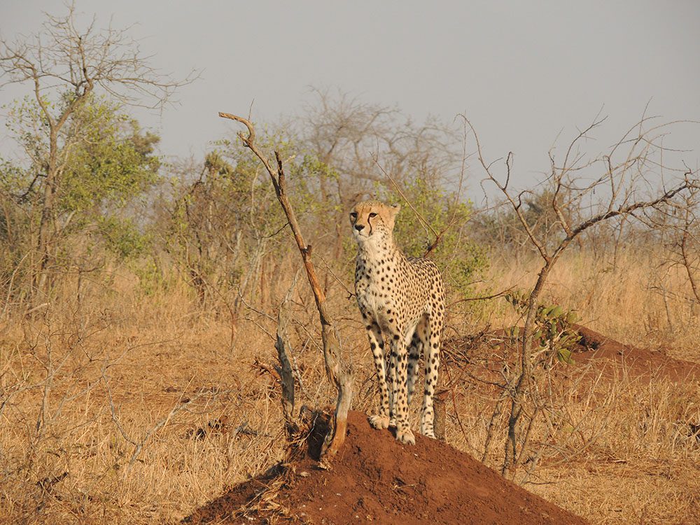 Southeast African Cheetah standing on an earth mound in the bush