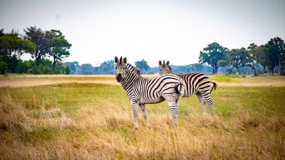 Two zebras in an open field. One standing slightly behind the other