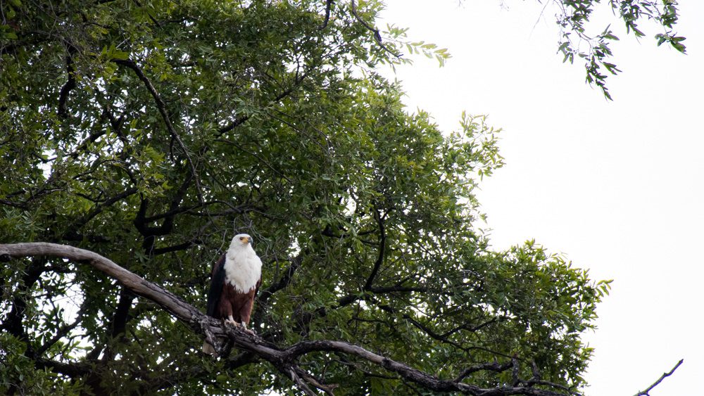 African Fish Eagle sitting on a branch high up in a tree.