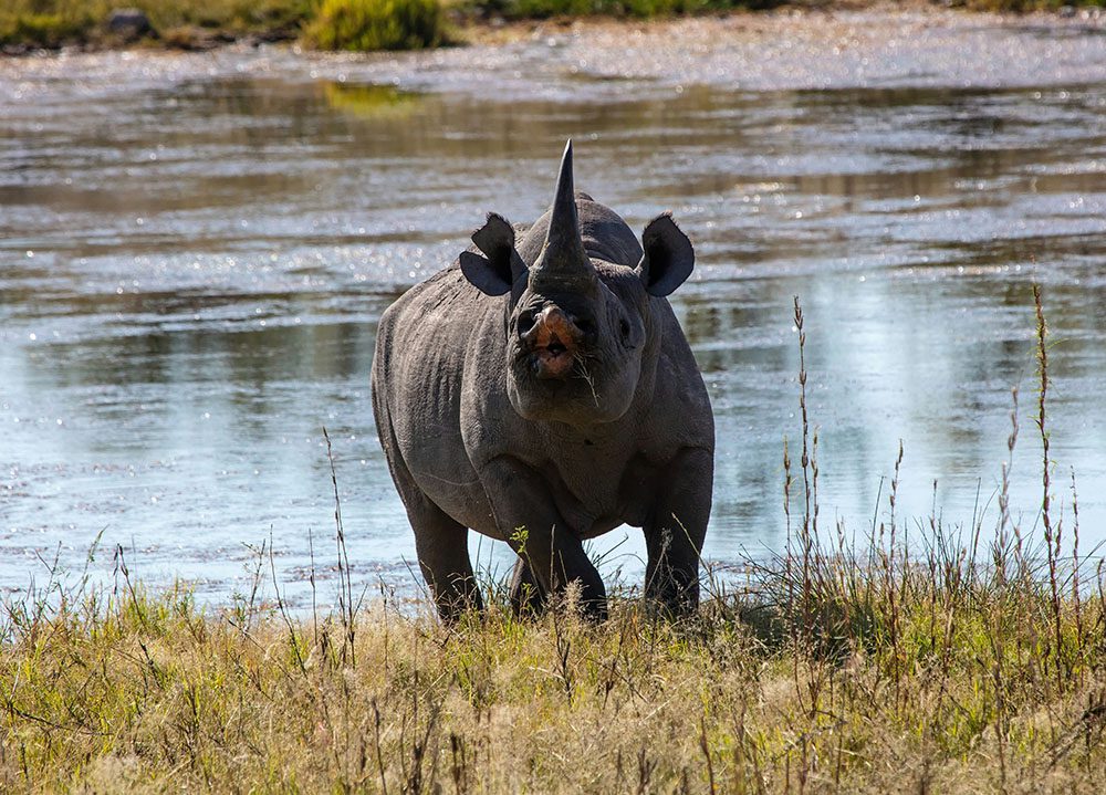 black rhino exiting a river with its horn in the air