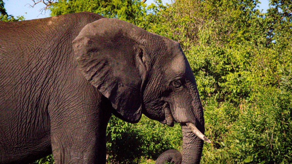 African Savannah Elephant one of the Namibia Animals