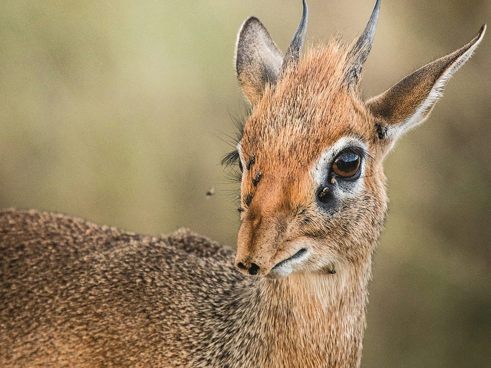 the beautiful Kirk's Dik Dik with small horns and a small face