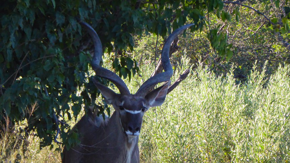 A kudu with twisted horns in bush