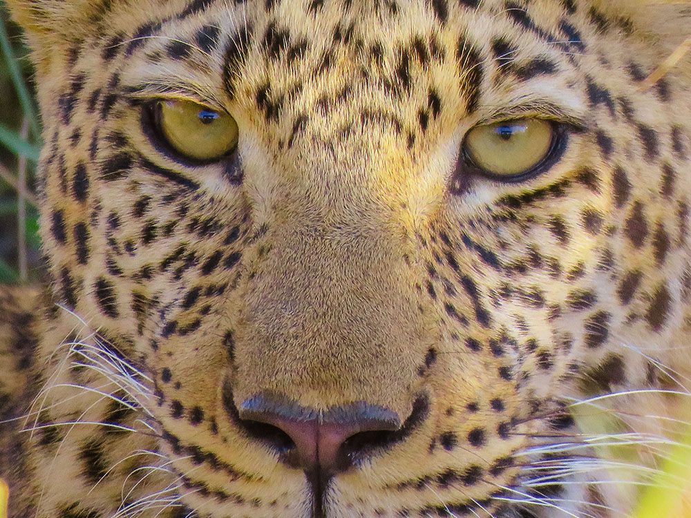 close-up of the face of a young leopard in Namibia