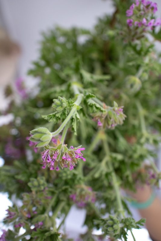pink geranium flowers with green stems